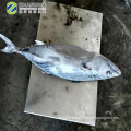 New Stock Sea Frozen Whole Striped Bonito Tuna Fish 1.5kg up